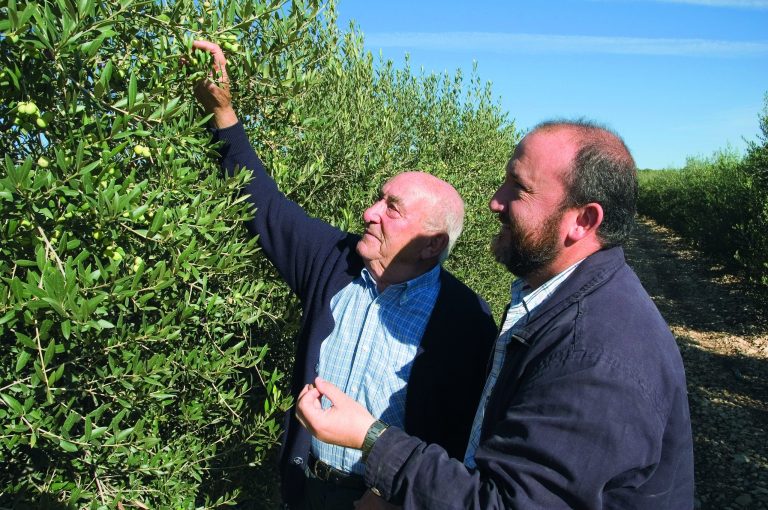 Årets høst kontrolleres af to generationer, som begge tror på det nye projekt med oliven dyrket på samme måde som vin.