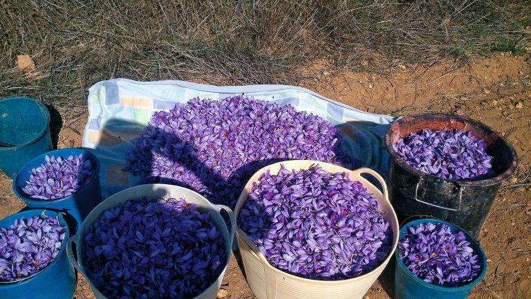 krokus blomster fylder spandene, men den færdige safran er tæt på ingenting.