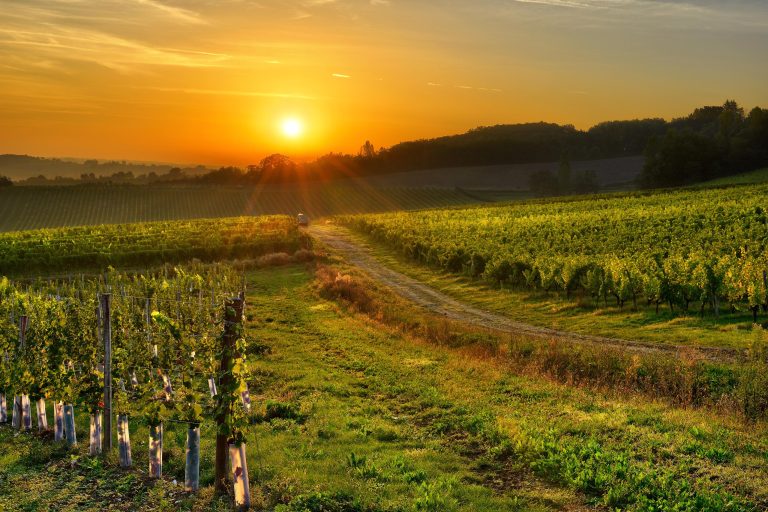 BERGERAC – Vin gennem årtusinder